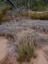 Image result for Avenella flexuosa