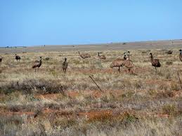 Large numbers of emus are entering broken hill, nsw australia, due to the ongoing drought. Emu S On The Outskirts Of Broken Hill Nsw Picture Of Broken Hill Visitor Information Centre Tripadvisor