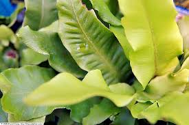 Image result for Asplenium lunulatum
