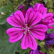 Image result for Malva sylvestris
