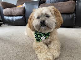 My Tri County Humane Society Adoption Success Story
