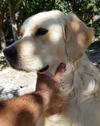 Attention 7 Warning Signs Your Dog Has Cancer Should Never Ignore It Dog Breeder Golden Retriever Dogs