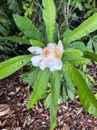 Image result for Lecythidaceae