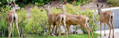 Do deer eat fruit?, deer like to eat anything, even food that will kill them. Garden Deer Treatment And Control Love The Garden