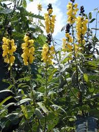 Image result for Senna didymobotrya