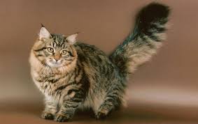Salt lamps can cause salt toxicity in cats and dogs if the animal licks the lamp. Watch Out Salt Lamps Are Toxic For Cats