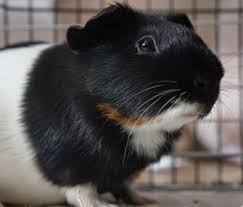 Exotic Pets In The Classroom What S Best For Kids