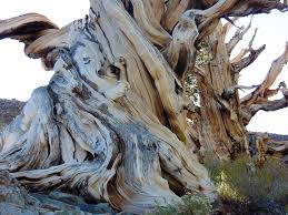 The giant samauma tree that is thought to be over 5,800 years old judging on its concentric rings and. Bristlecone Pines The Oldest Trees On Earth Amusing Planet