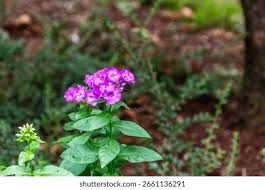 Image result for Polemoniaceae