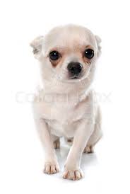 We did not find results for: Short Hair Chihuahua In Front Of White Stock Image Colourbox