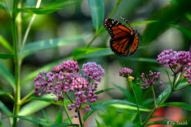 Common milkweed and butterfly weed are two species of milkweed that have much in common. Milkweed Beauty On The Wing