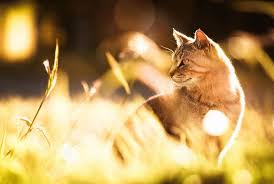 Why Cats Love Sunlight and Heat