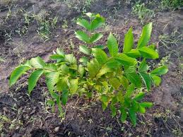 Image result for Vitex madiensis