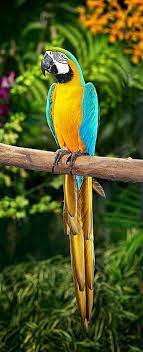 10 Ara Hermoso Animal Pet Birds Tropical Birds Beautiful Birds