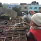 Native Plant Nursery Workday event in San Francisco, CA