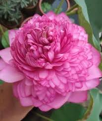 1000 petal lotus refers to the energy centre at the crown of the head or just above the crown also referred to as 'sahasrara chakra' in sanskrit or each opening of the 1000 petals is the gradual unfolding of consciousness on the path to enlightenment. Nelumbo Ultimate 1000 Petals Lotus Abhis Aqua Plants