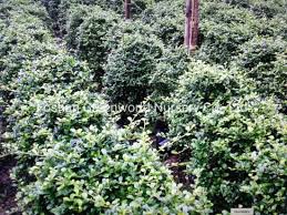 Image result for Ehretia obtusifolia