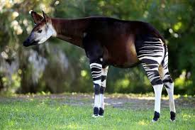 Real Animals That Look Fake Nature Post Animals Unusual Animals Okapi