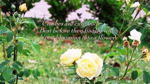 Flower sample set,lavender,herbs,botanicals,dried flowers,flowers,jasmine,rose petal,chamomile,calendula,hibiscus,herbal tea did you scroll all this way to get facts about flower samples ? For Cute Buds And Flowers Magnanimous Word