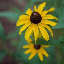 Image result for Rudbeckia hirta