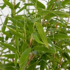 Pin Auf Heckenpflege