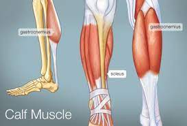 The gastrocnemius is the larger calf muscle, forming the bulge visible beneath the skin. The Calf Muscle Human Anatomy Diagram Function Location
