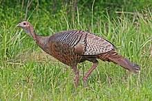 They do not usually reach max processing weight until they are near 18 months. Wild Turkey Wikipedia