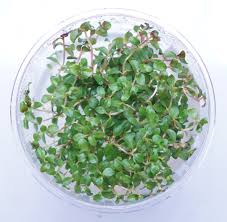 Image result for Ludwigia senegalensis