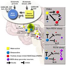 Mch Orexin Local Antagonism Model Of Sleep Wake Regulation In The New Download Scientific Diagram