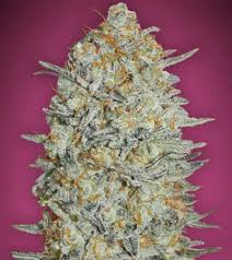 Gelato sherbet has a strong mint. Gelato 33 Strain Advanced Seeds Thc 20
