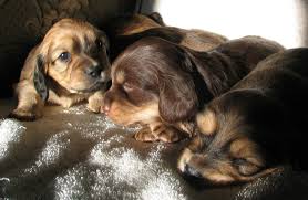 Black And Cream Dachshund Puppies 3 Weeks Old Longhaired Dachshund Puppies Doxie Puppies Dachshund Dachshund Puppies