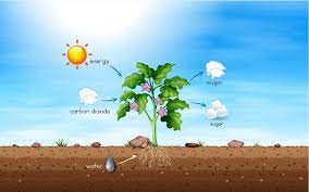Cellular respiration is a chemical reaction plants need to get energy from glucose. Respiration In Plants Class 11 Notes Leverage Edu