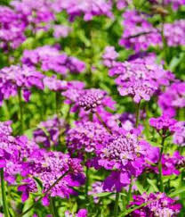 Pin On Gorgeous Flowers