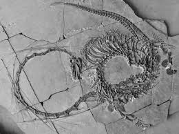 Scientists announce discovery of 'very strange' 240 million-year-old  'Chinese dragon' fossil - ABC News