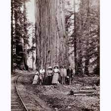 People In Front Of A Gian Redwood C 1900 Monte Rio Redwood Tree Photo