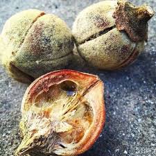 Image result for Thespesia garckeana