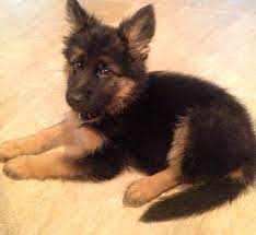 Gsd Puppy Finnegan Finn German Shepard Puppies German Shepherd Puppies Gsd Puppies