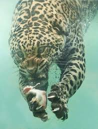 Pin By Tilt Whirlbirdie On Panthers And Other Big Cats Animals Beautiful Animals Nature Animals