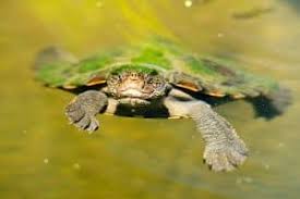 Image result for Megalochlamys