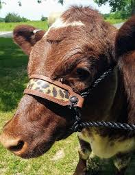 Pin On Cattle Halter