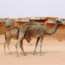 Exporting frozen camel meat may be the key to cracking the international market, and according to dr bale, the demand is already there. Pdf The Material And Cultural Recovery Of Camels And Camel Husbandry Among Sahrawi Refugees Of Western Sahara