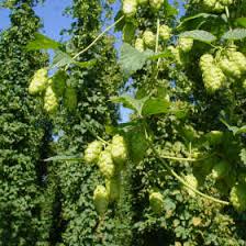 Laut dem bundesinformationszentrum landwirtschaft produzieren diese beiden länder zusammen mehr als ein drittel des weltweit angebauten hopfens. Hopfen Pflanzen Hopfentropfen