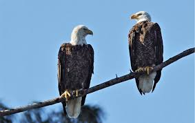 Although ratite eggs of the same. Facts About The Female Bald Eagle Avian Report