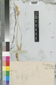 Image result for Pentameris