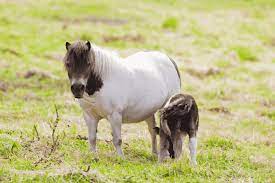 This unrestricted lifestyle has led to the evolution of a unique and hardy breed, befitting the environment. All About Shetland Ponies Facts Lifespan Care Etc