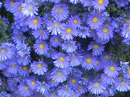 Maybe you would like to learn more about one of these? Mums Vs Asters And How To Use Them In Your Landscape Hgtv