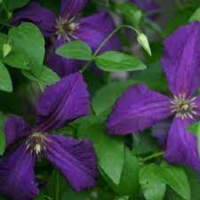 Awarded the 'award of garden merit' by the rhs in 1993. Clematis Polish Spirit Online Kaufen Clematisonline De