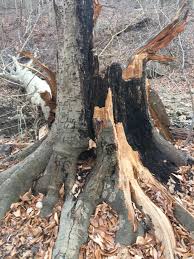 Verwende individuelle vorlagen, um die story deines unternehmens richtig zu erzählen. Was This Tree Brought Down By The Black Fungus Album On Imgur
