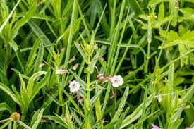 Image result for Dierama parviflorum