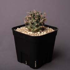 Image result for Euphorbia duseimata